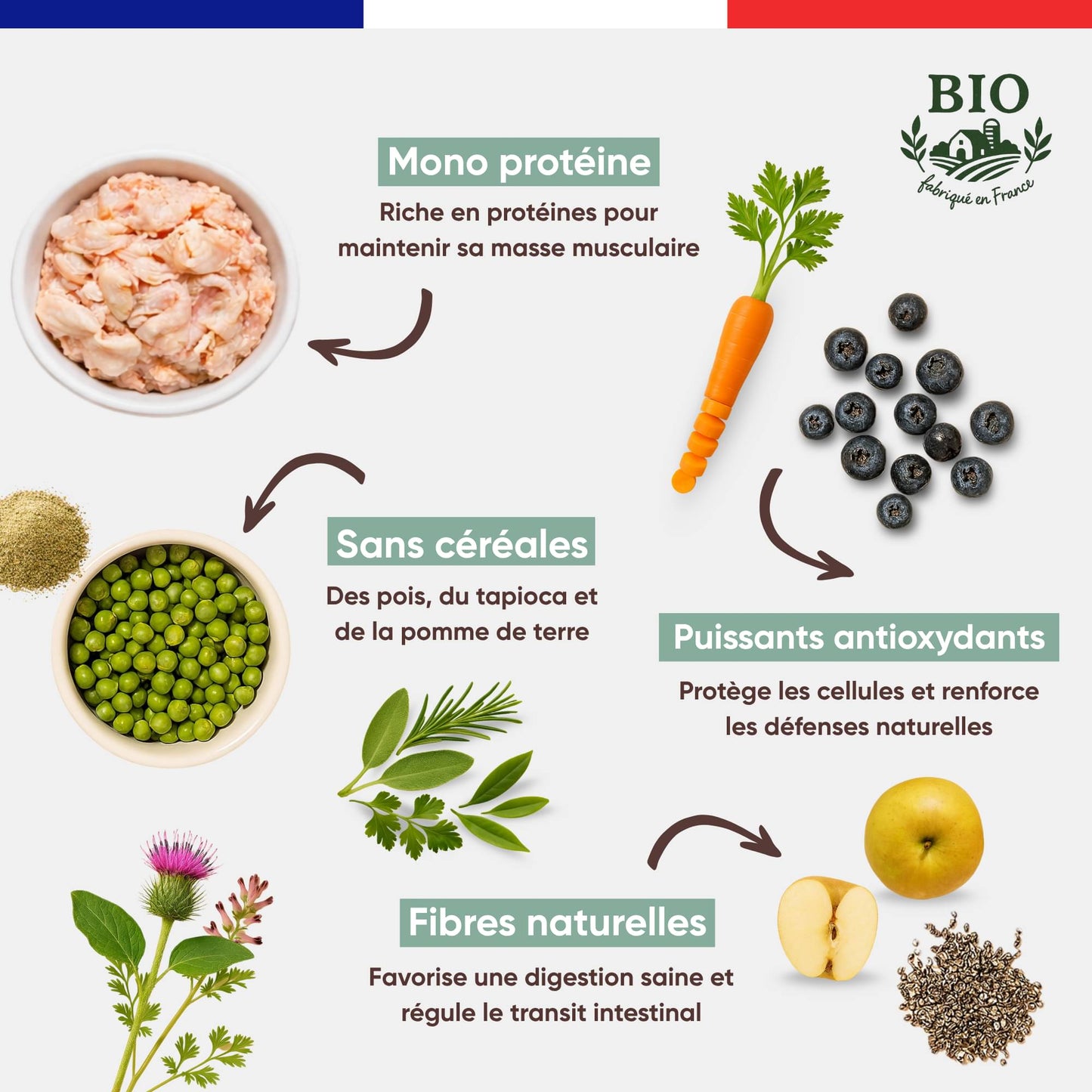 Infographie Félichef Bio détaillant les aliments des croquettes sans céréales pour chat senior : mono protéine, pois et tapioca, myrtilles et carottes comme antioxydants, et fibres naturelles pour une digestion saine