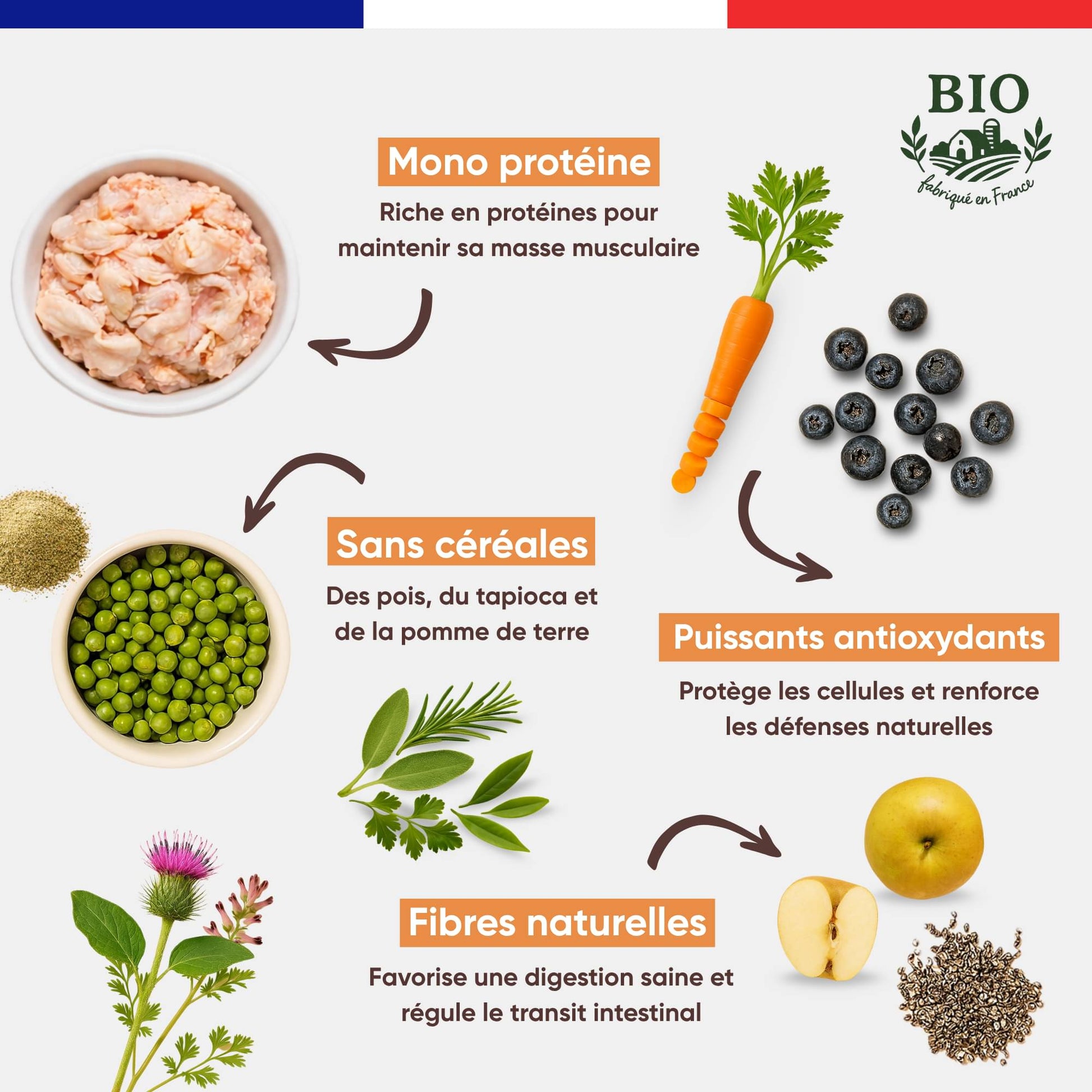 Infographie Félichef Bio détaillant les aliments des croquettes sans céréales pour chat stérilisé : mono protéine, pois et tapioca, myrtilles et carottes comme antioxydants, et fibres naturelles pour une digestion saine