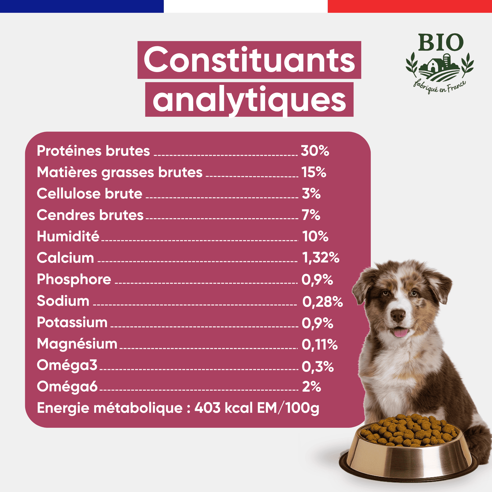 Chiot berger australien souriant assis devant sa gamelle avec les constituants analytiques des croquettes chiot Canichef Bio : 30% protéines brutes, 15% matières grasses, 403 kcal/100g