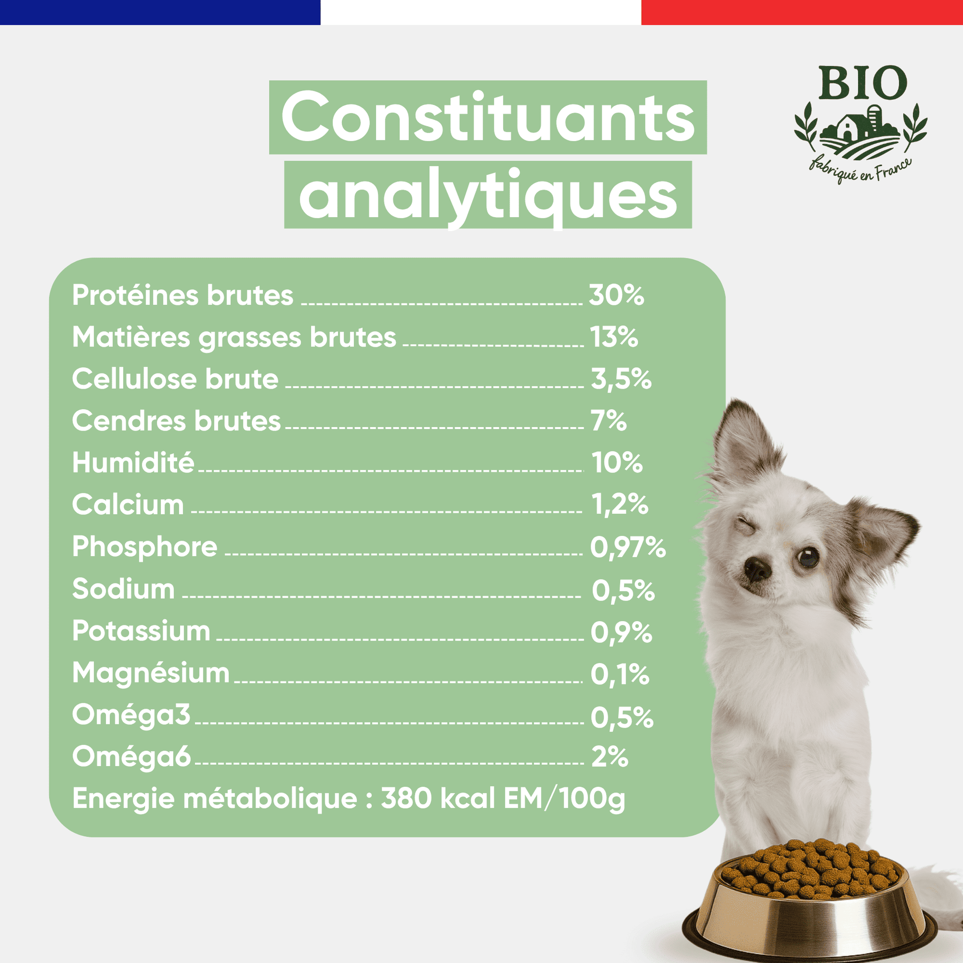Chiot blanc chihuahua assis devant sa gamelle avec les constituants analytiques des croquettes sans céréales chien petite race Canichef Bio : 30% protéines brutes, 13% matières grasses, 380 kcal/100g