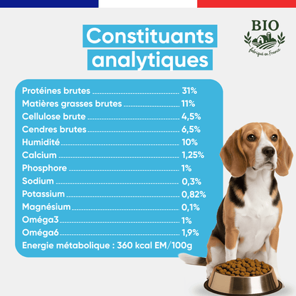 Beagle assis devant sa gamelle avec les constituants analytiques des croquettes sans céréales chien stérilisé Canichef Bio : 31% protéines brutes, 11% matières grasses, 360 kcal/100g