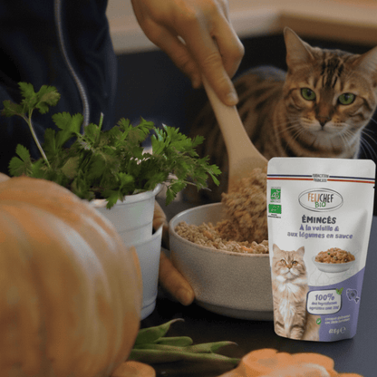 Chat tigré aux yeux verts observant une gamelle d'émincés Félichef Bio à la volaille, avec le sachet du produit posé à côté sur un plan de travail