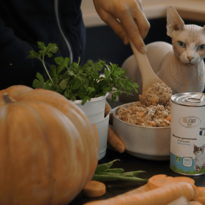 Chat Sphynx aux yeux bleus observant la préparation de sa gamelle de mousse au saumon Félichef Bio, entouré de légumes frais, courge, carottes et herbes aromatiques