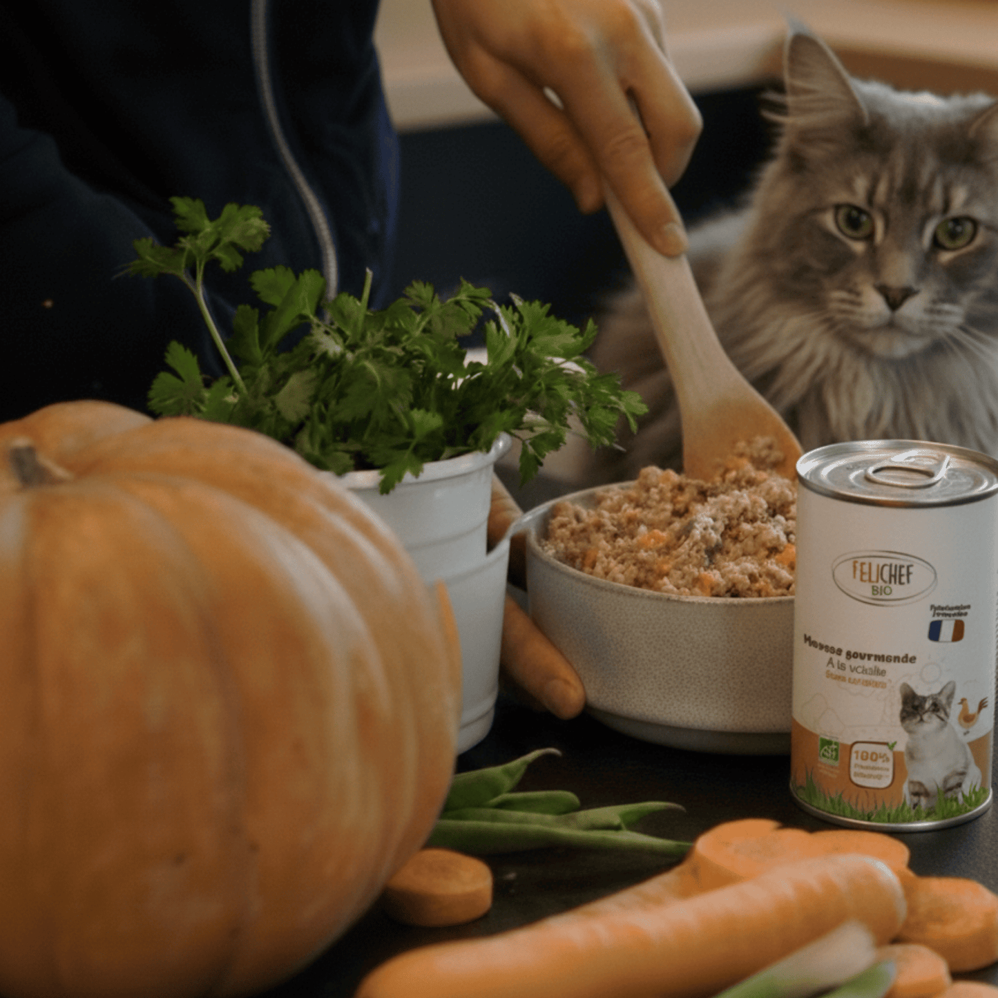 Chat norvégien aux yeux verts observant la préparation de sa gamelle de mousse à la volaille Félichef Bio, entouré de légumes frais, courge, carottes et herbes aromatiques