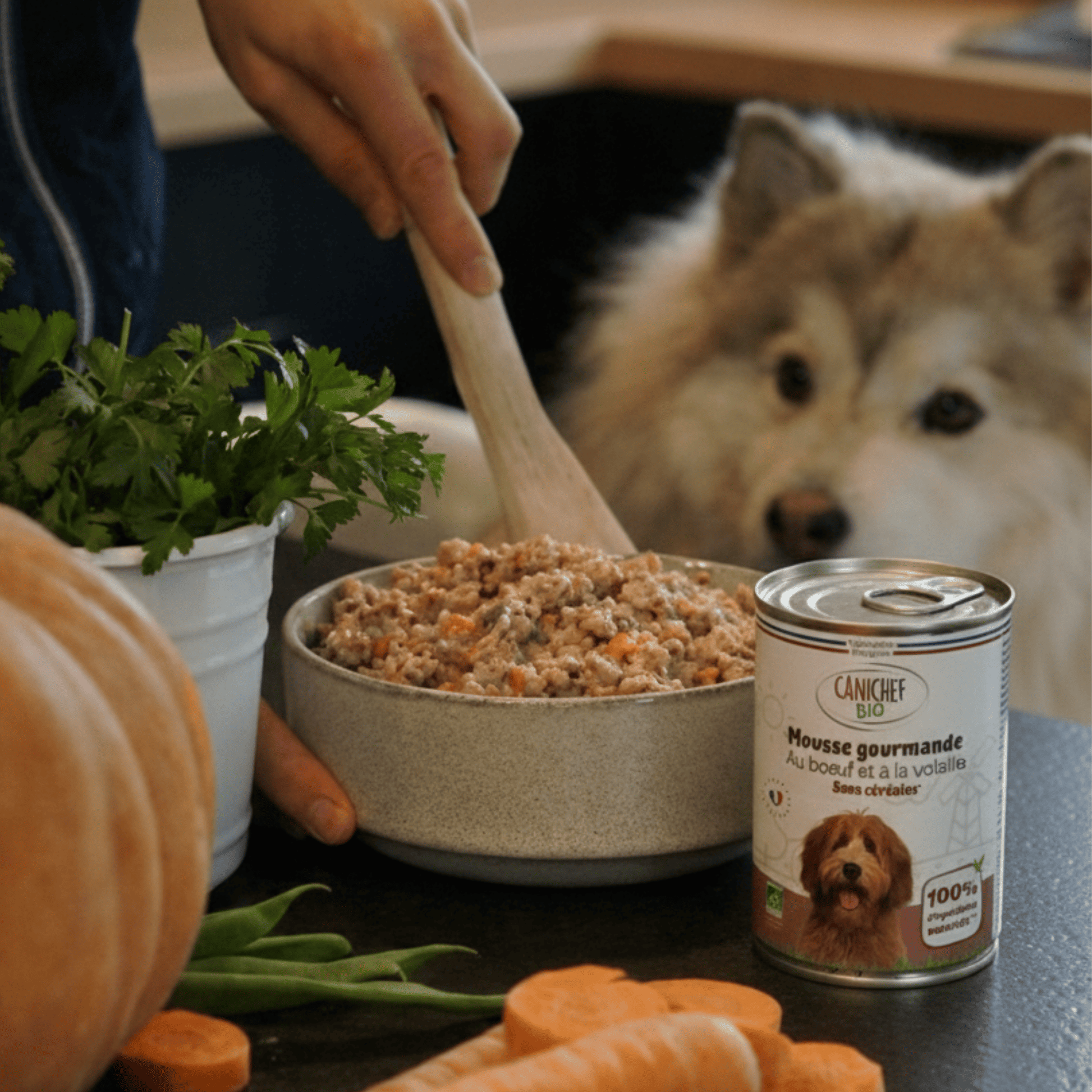 Maître préparant la gamelle de mousse chien volaille boeuf Canichef Bio avec une cuillère en bois, entouré de carottes et persil frais, sous le regard attentif d'un berger australien