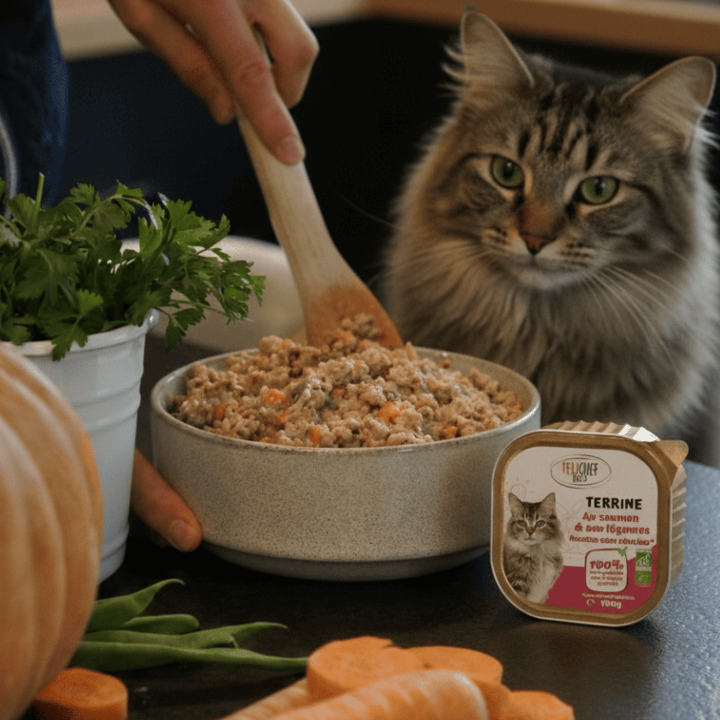 Chat norvégien aux yeux verts observant la préparation de sa pâtée au saumon et aux légumes Félichef Bio, entouré de carottes, haricots verts et herbes aromatiques fraîches