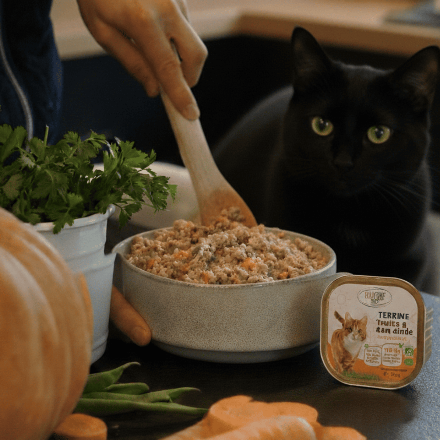 Chat noir aux yeux verts observant la préparation de sa pâtée à la truite et à la dinde Félichef Bio, entouré de carottes, haricots verts et herbes aromatiques fraîches