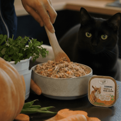 Chat noir aux yeux verts observant la préparation de sa pâtée à la truite et à la dinde Félichef Bio, entouré de carottes, haricots verts et herbes aromatiques fraîches