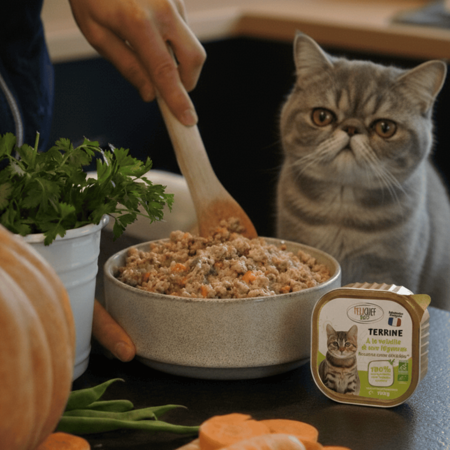 Chat British Shorthair aux yeux dorés observant la préparation de sa pâtée à la volaille Félichef Bio, entouré de légumes frais, carottes et herbes aromatiques