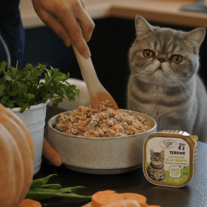Chat British Shorthair aux yeux dorés observant la préparation de sa pâtée à la volaille Félichef Bio, entouré de légumes frais, carottes et herbes aromatiques