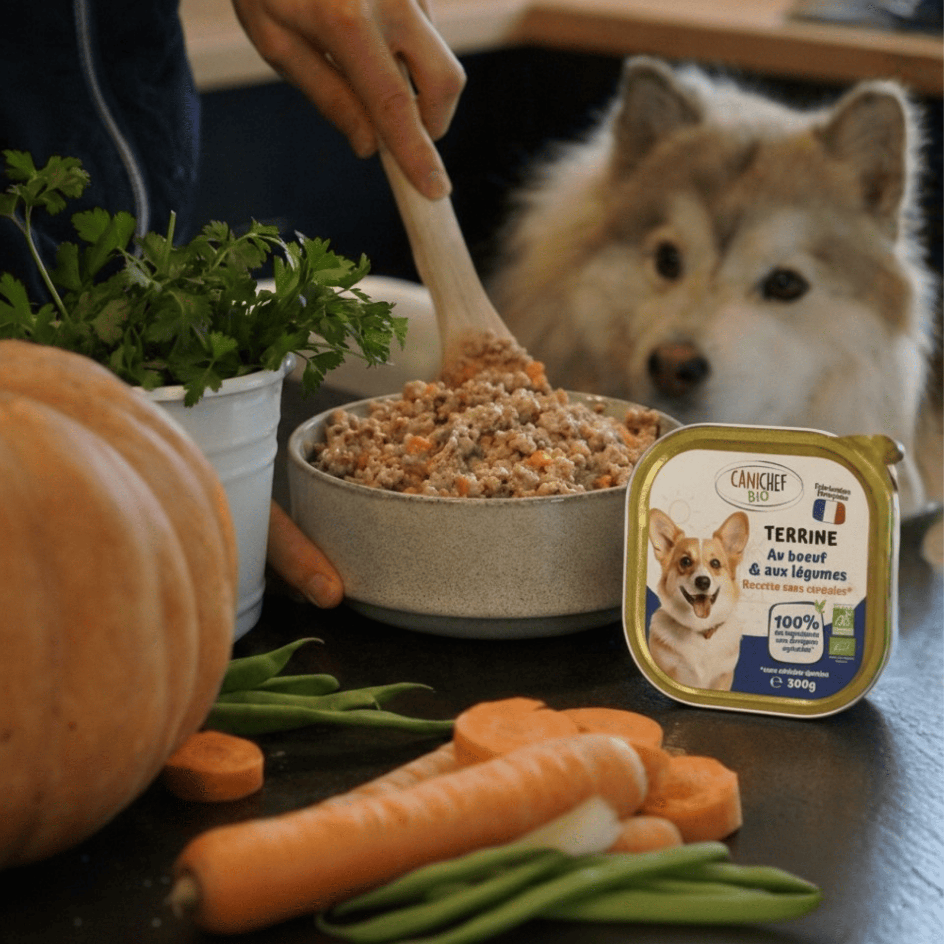 Maître préparant la gamelle de pâtée chien boeuf Canichef Bio terrine avec une cuillère en bois, entouré de carottes et persil frais, sous le regard attentif d'un berger australien