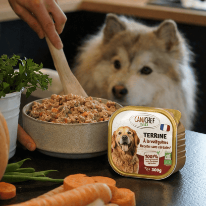 Maître préparant la gamelle de pâtée chien volaille Canichef Bio terrine avec une cuillère en bois, entouré de carottes et persil frais, sous le regard attentif d'un berger australien