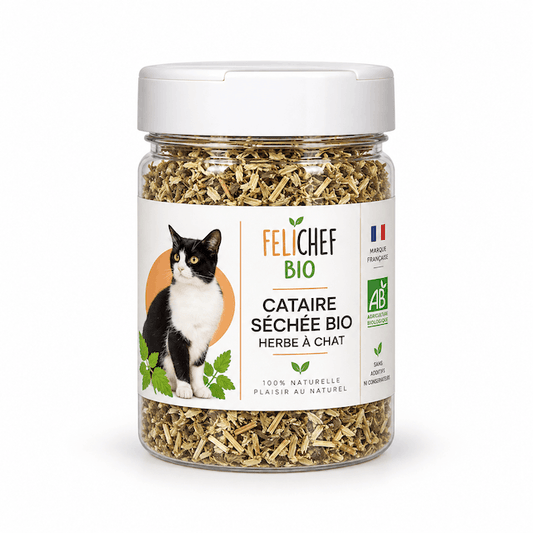 Herbe à chat BIO