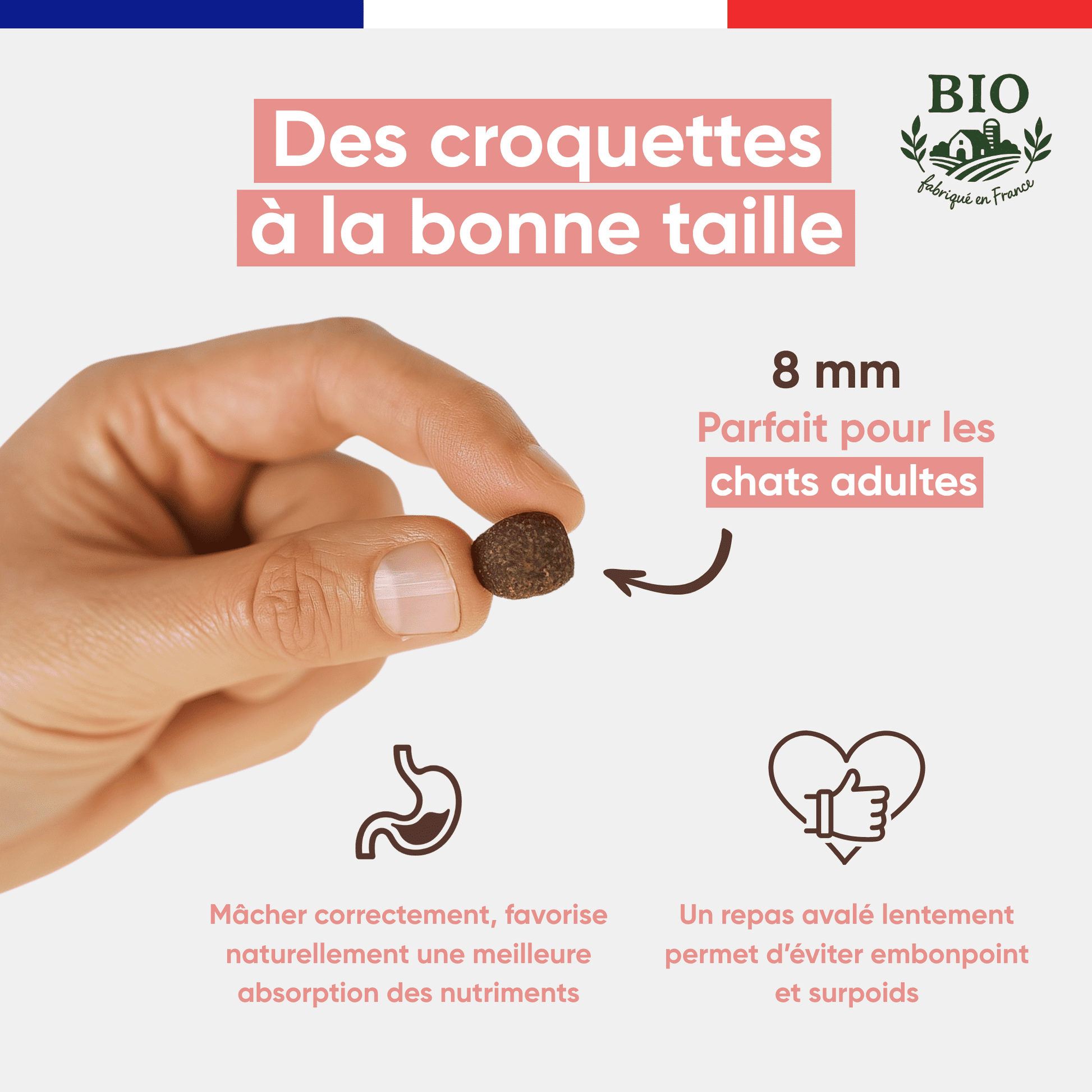 Main tenant une croquette Félichef Bio de 8 mm, taille idéale pour les chats adultes, favorisant une bonne mastication et une meilleure absorption des nutriments