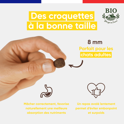 Main tenant une croquette Félichef Bio de 8 mm destinée aux chats stérilisés, favorisant une mastication lente pour éviter le surpoids et améliorer l'absorption des nutriments