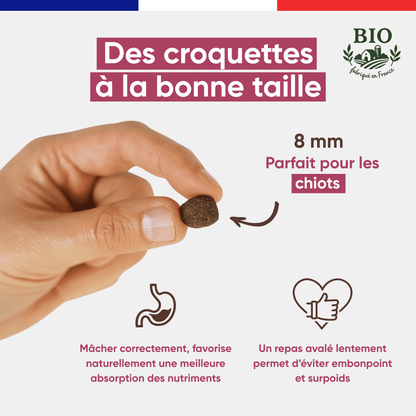 Main tenant une croquette Canichef Bio de 8 mm parfaite pour les chiots, favorisant une mastication correcte et une meilleure absorption des nutriments pour éviter le surpoids dès le plus jeune âge