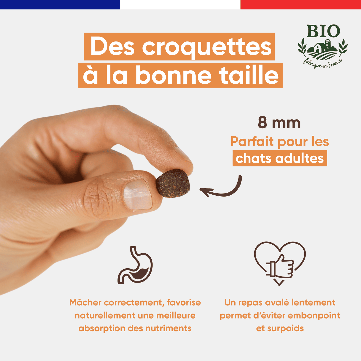 Main tenant une croquette sans céréales Félichef Bio de 8 mm destinée aux chats stérilisés, favorisant une mastication lente pour mieux absorber les nutriments et éviter le surpoids