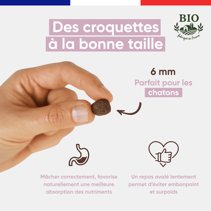 Main tenant une croquette sans céréales Félichef Bio de 6 mm, taille spécialement adaptée aux chatons pour favoriser une bonne mastication et une absorption optimale des nutriments