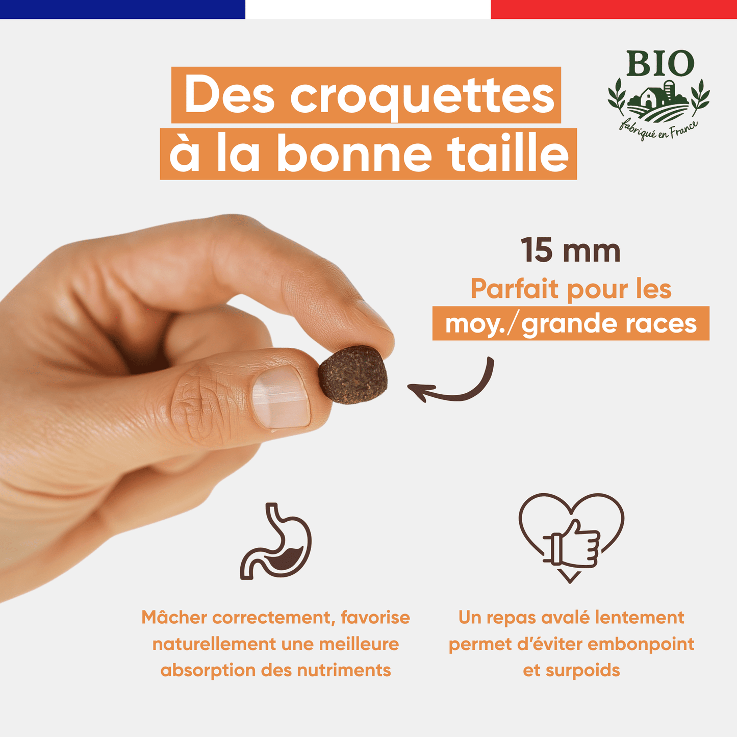 Main tenant une croquette sans céréales Canichef Bio de 15 mm parfaite pour les chiens de moyenne et grande race, favorisant une mastication correcte et une absorption optimale des nutriments pour éviter le surpoids