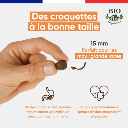 Main tenant une croquette sans céréales Canichef Bio de 15 mm parfaite pour les chiens de moyenne et grande race, favorisant une mastication correcte et une absorption optimale des nutriments pour éviter le surpoids
